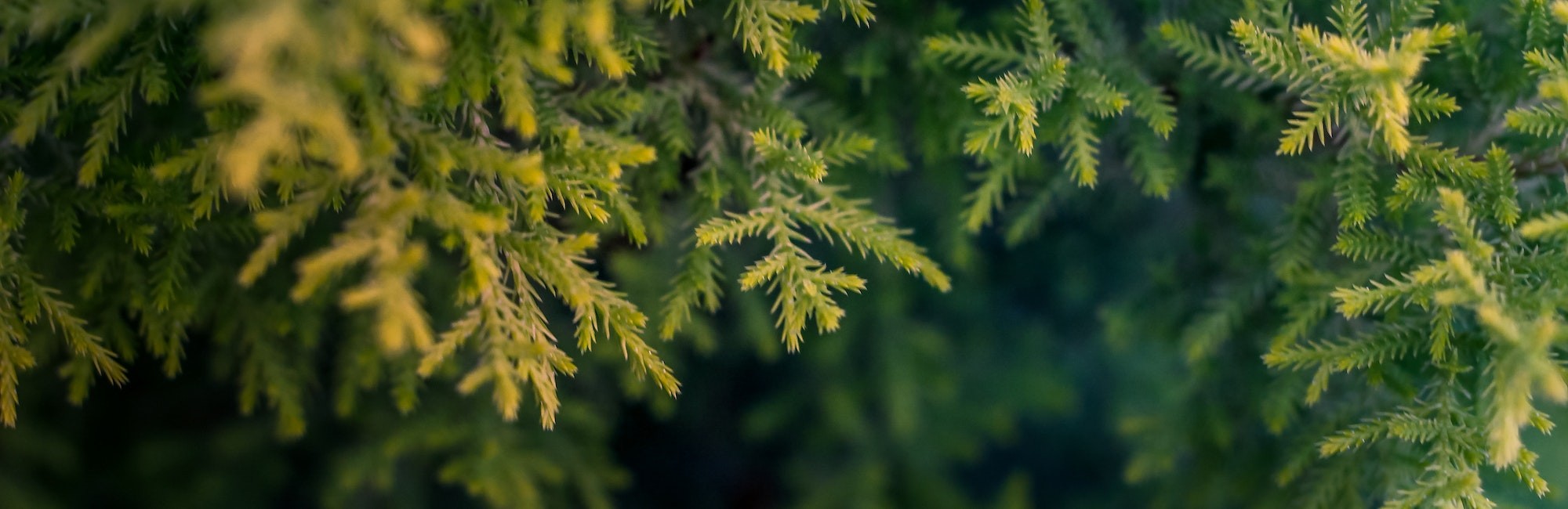 Go Paperless with eStatements